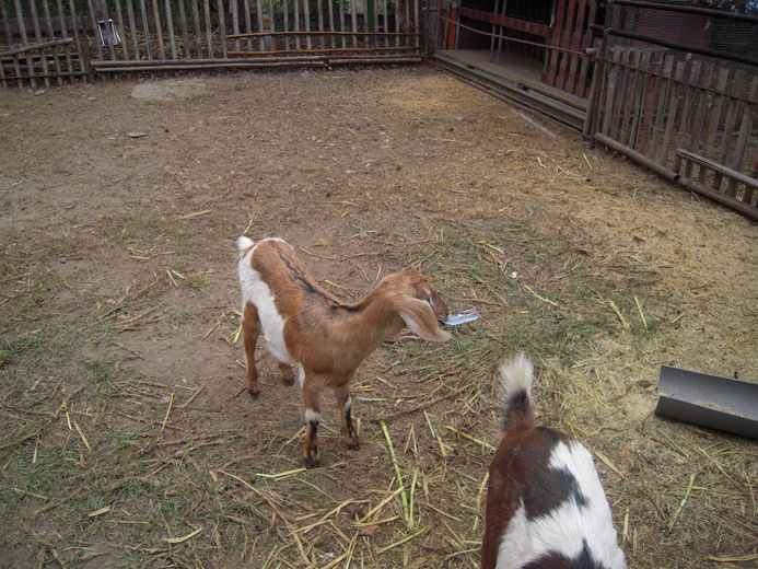card for goat